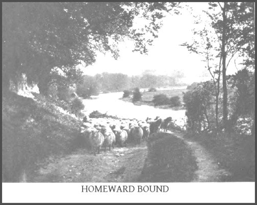 ‘Homeward Bound’