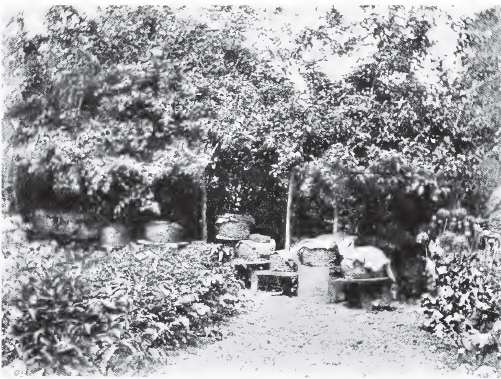 “A corner in the bee garden”