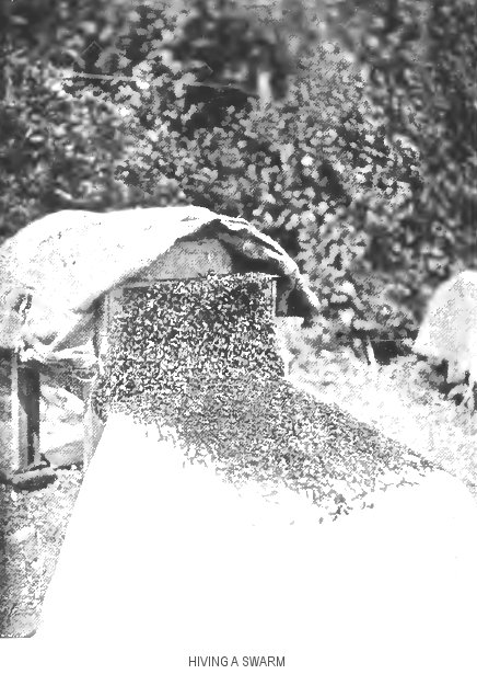 “Hiving a swarm”