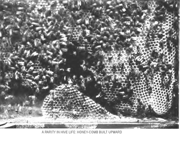 “A rarity in hive life: a honeycomb built upward”