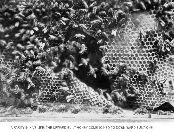 “The upward built comb shown joined on the downward built
comb”
