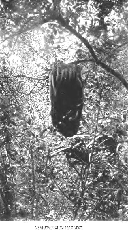 “A Natural Honey-Bees’ Nest”