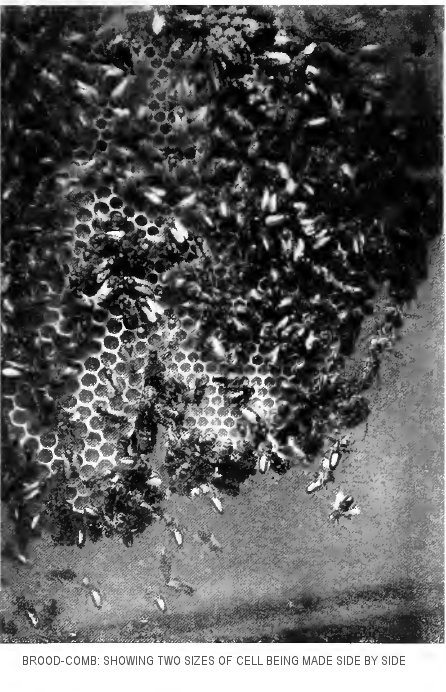 “Brood-comb: showing two sizes of cell being made side by
side”