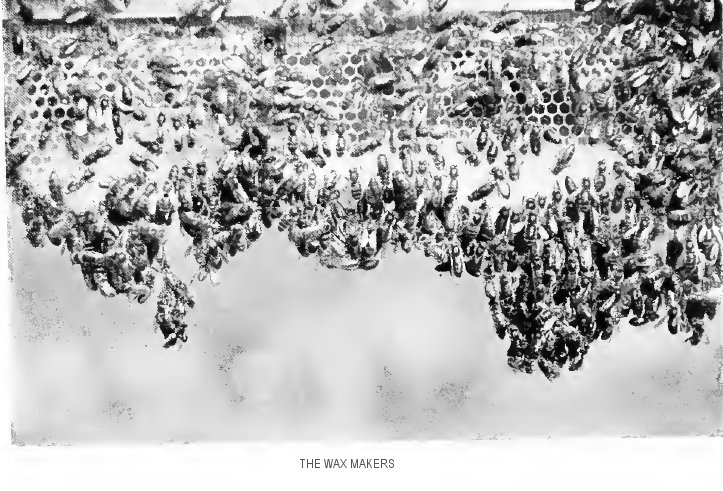 “The Wax Makers”