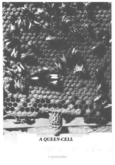 A Queen-cell