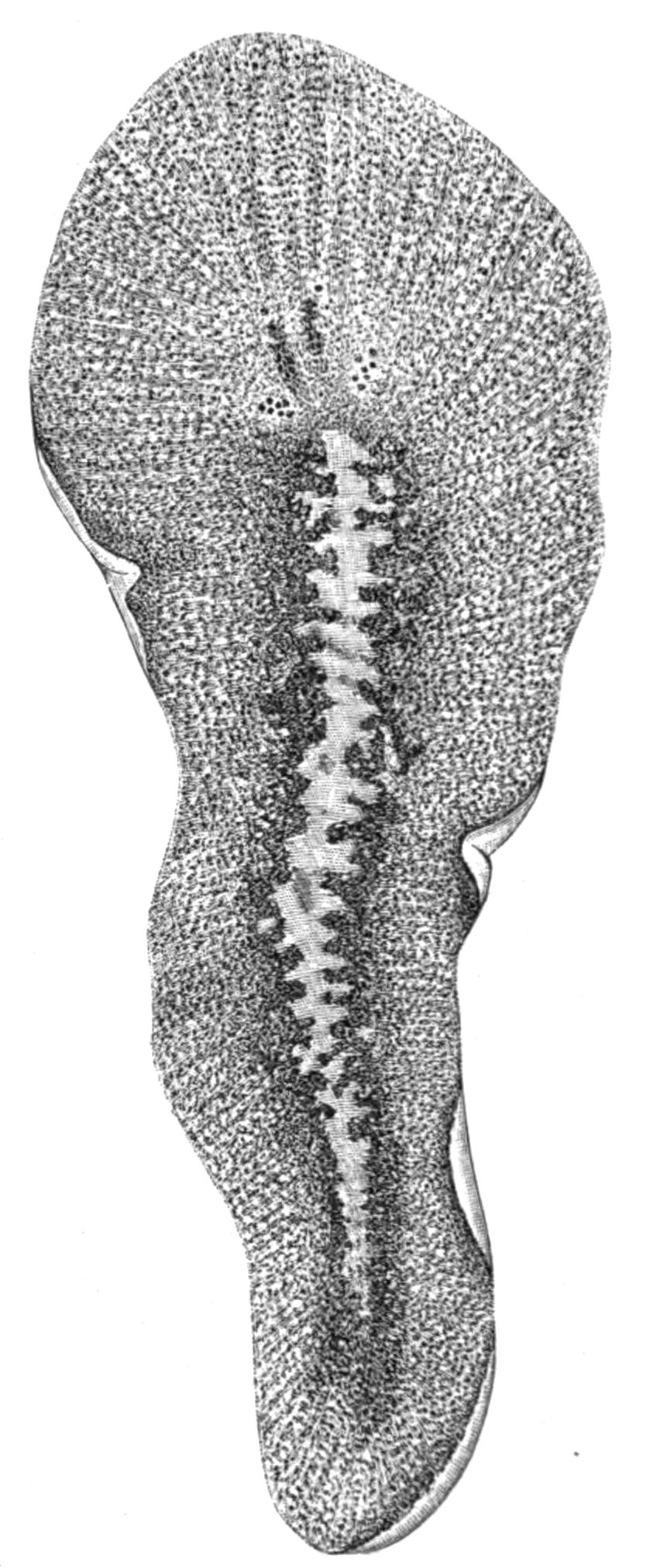 fig1