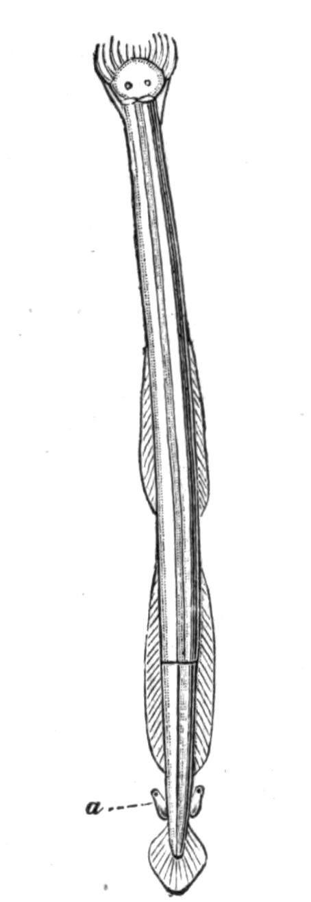 fig101