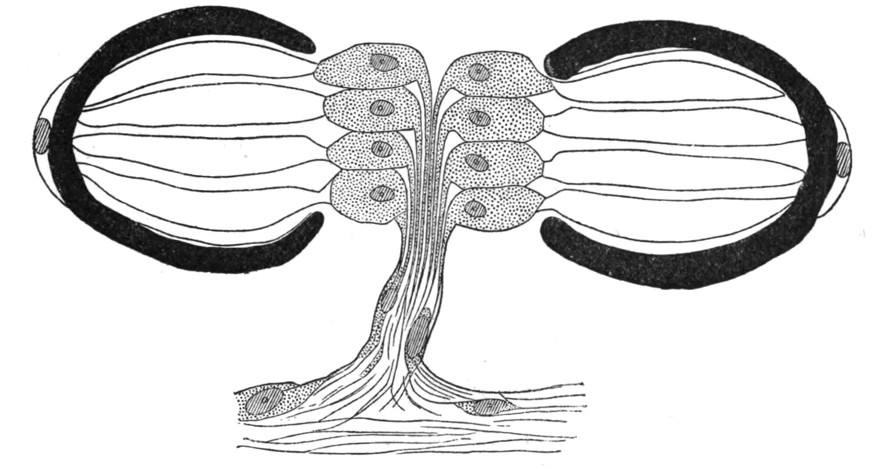 fig11