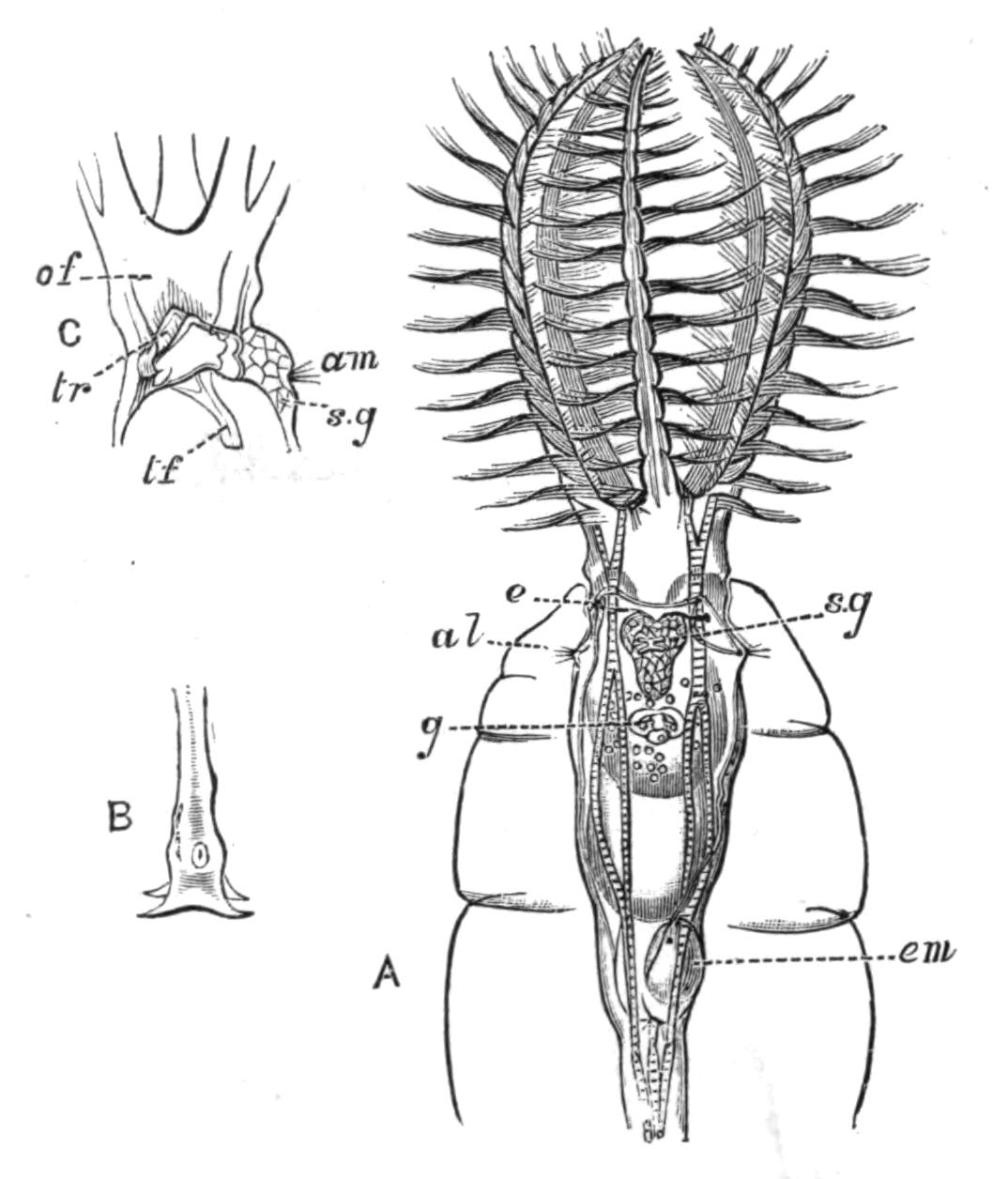 fig115