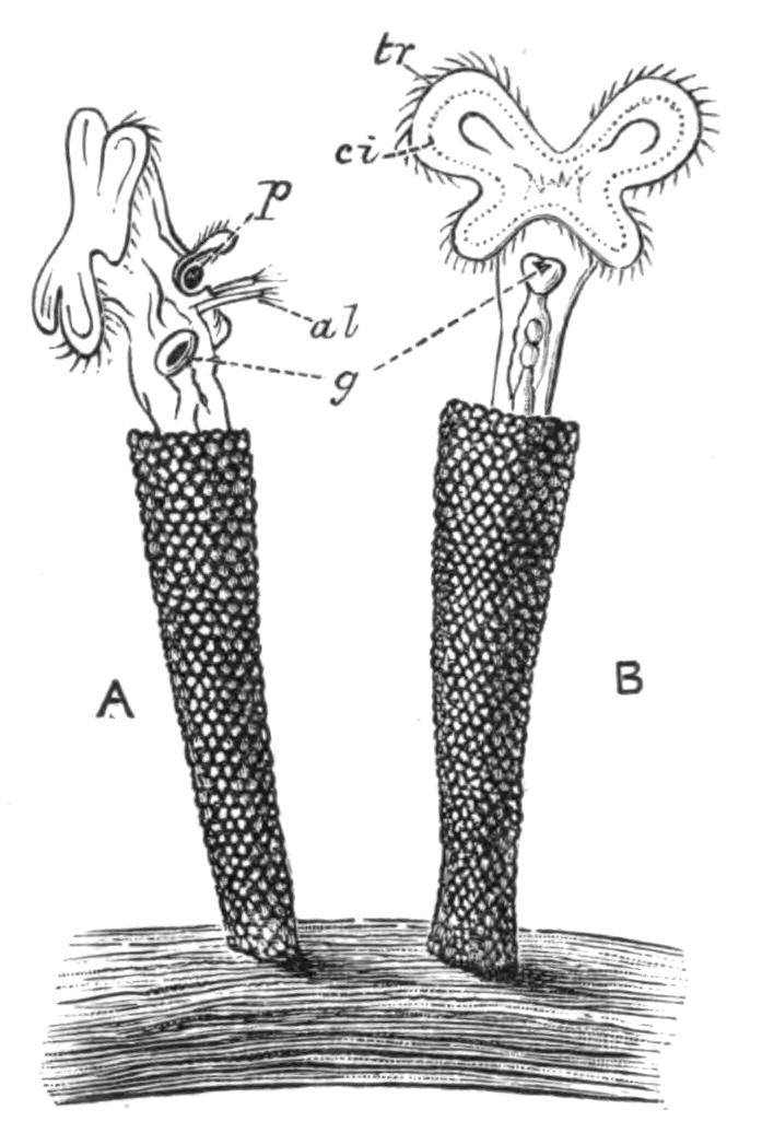 fig116
