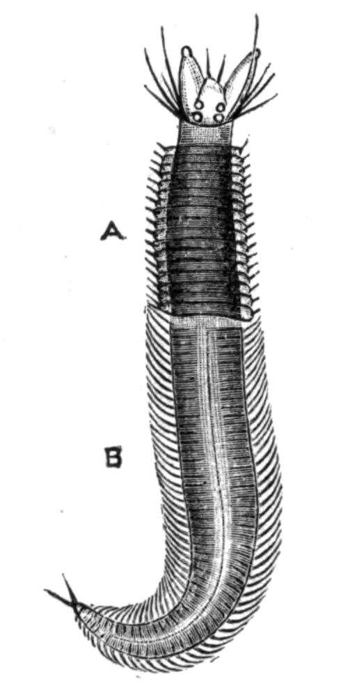 fig146