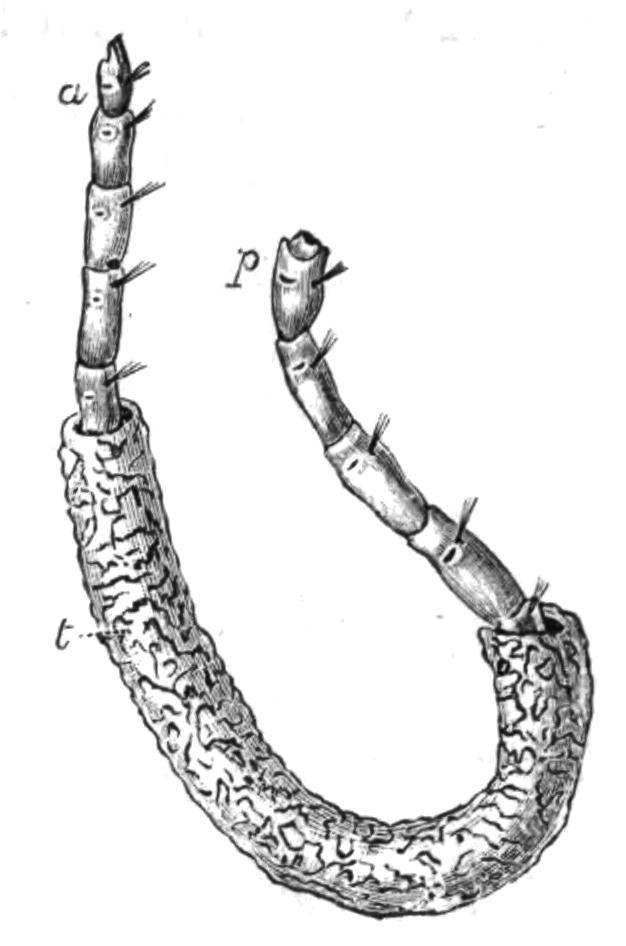 fig151