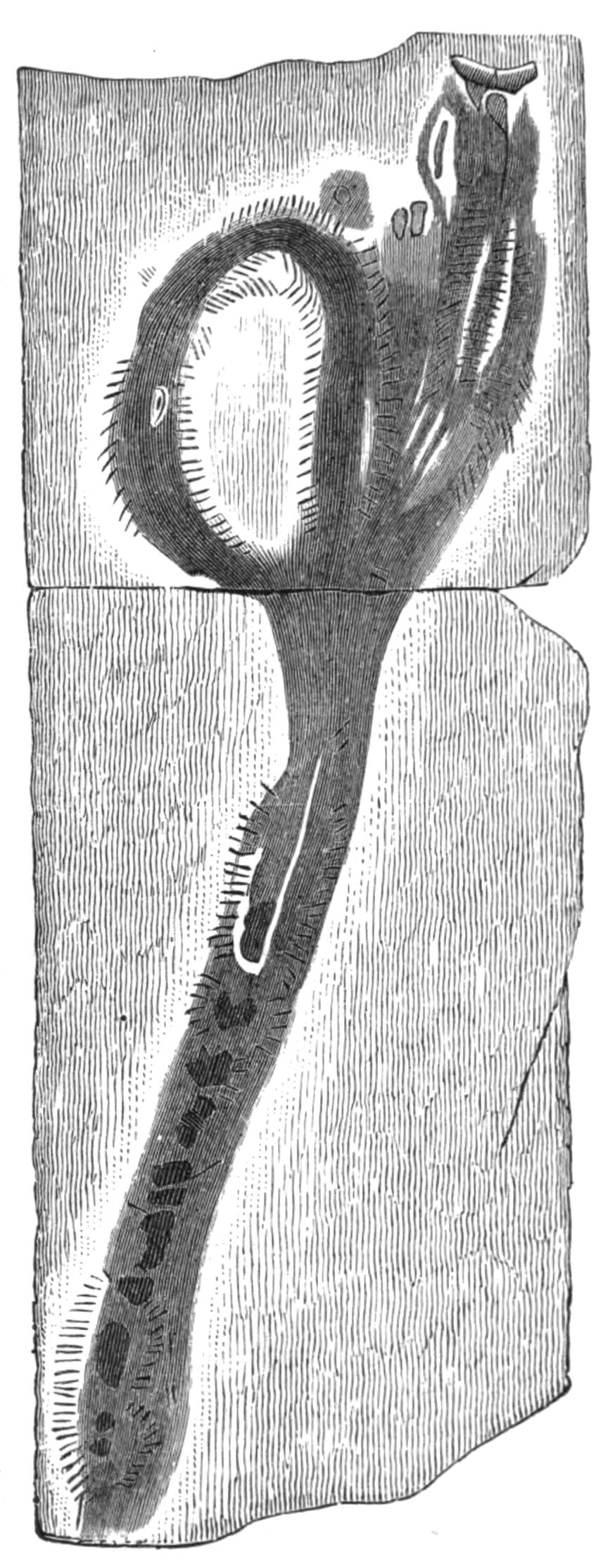 fig159