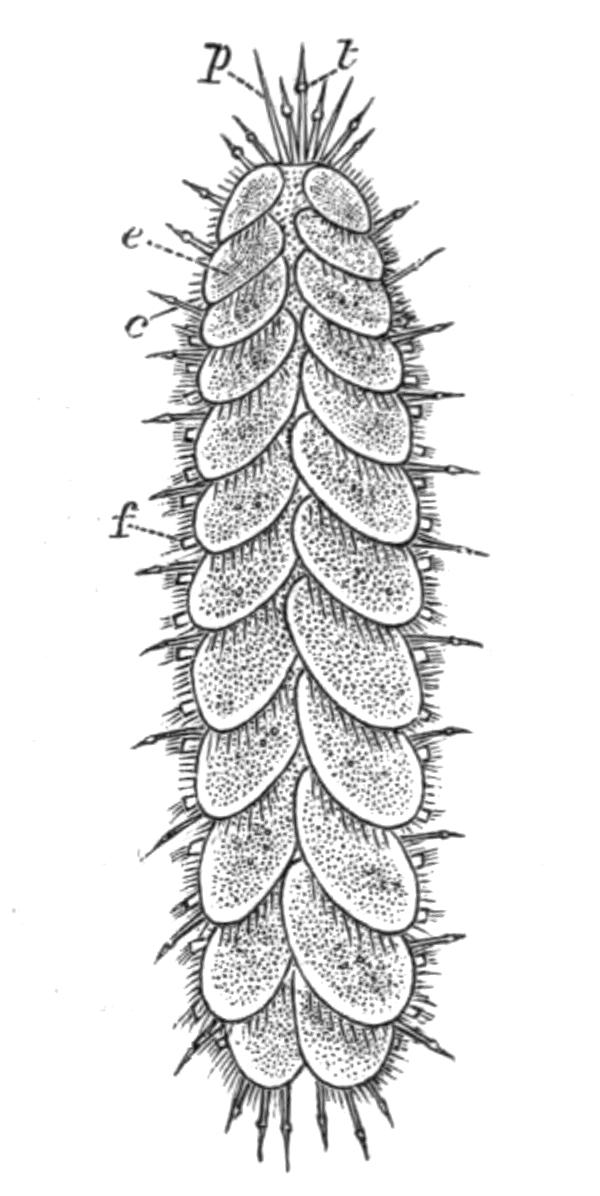 fig161