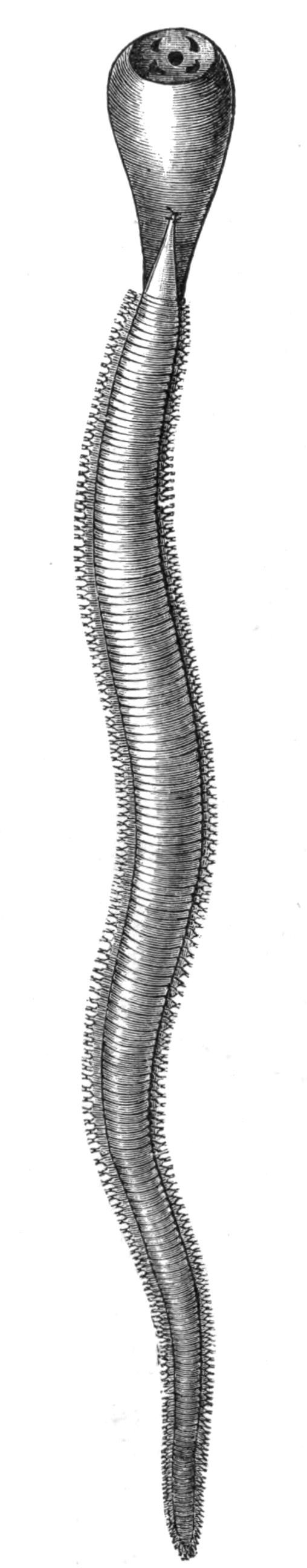 fig171
