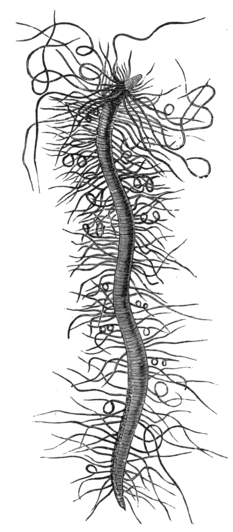 fig174