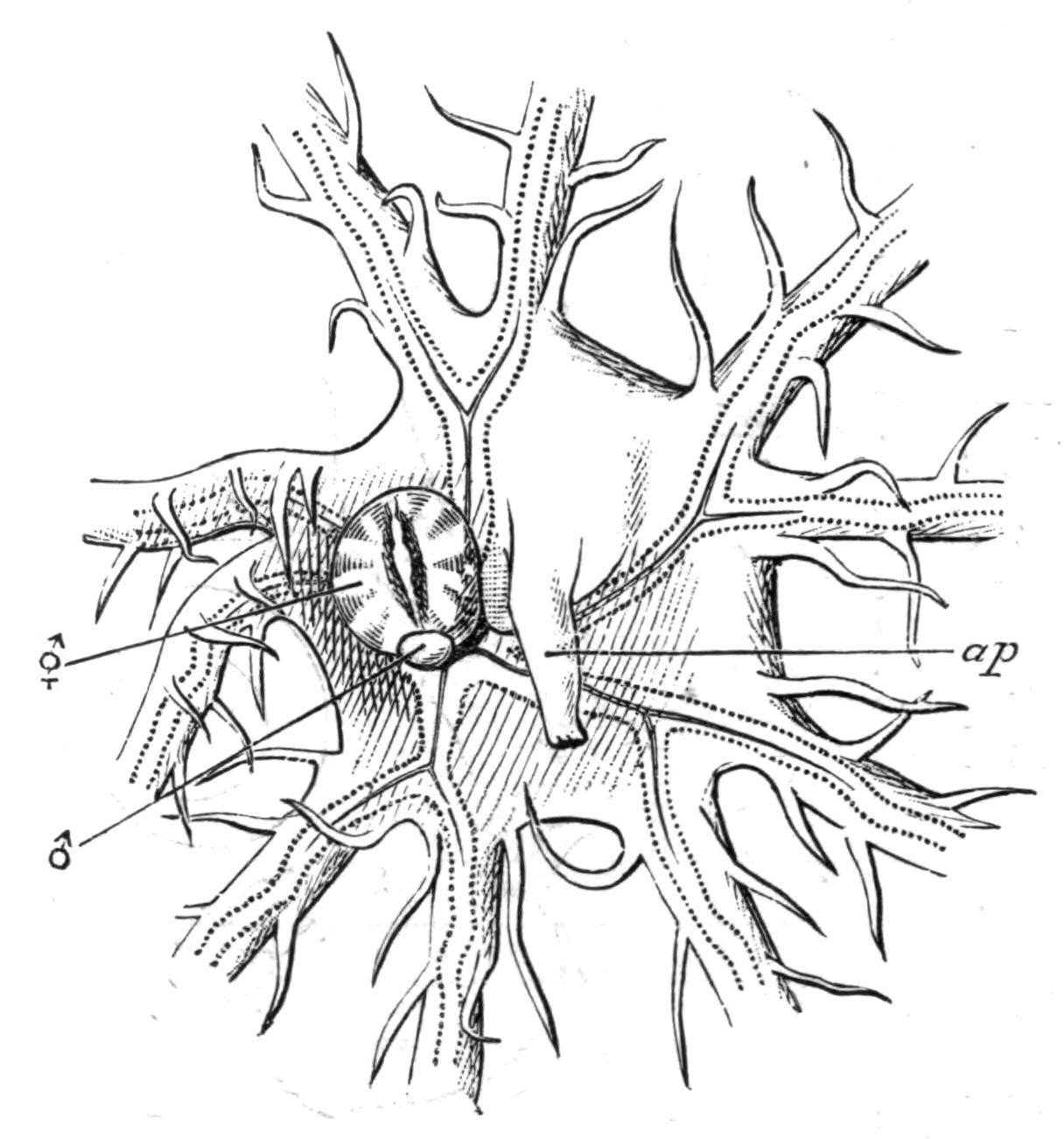 fig185
