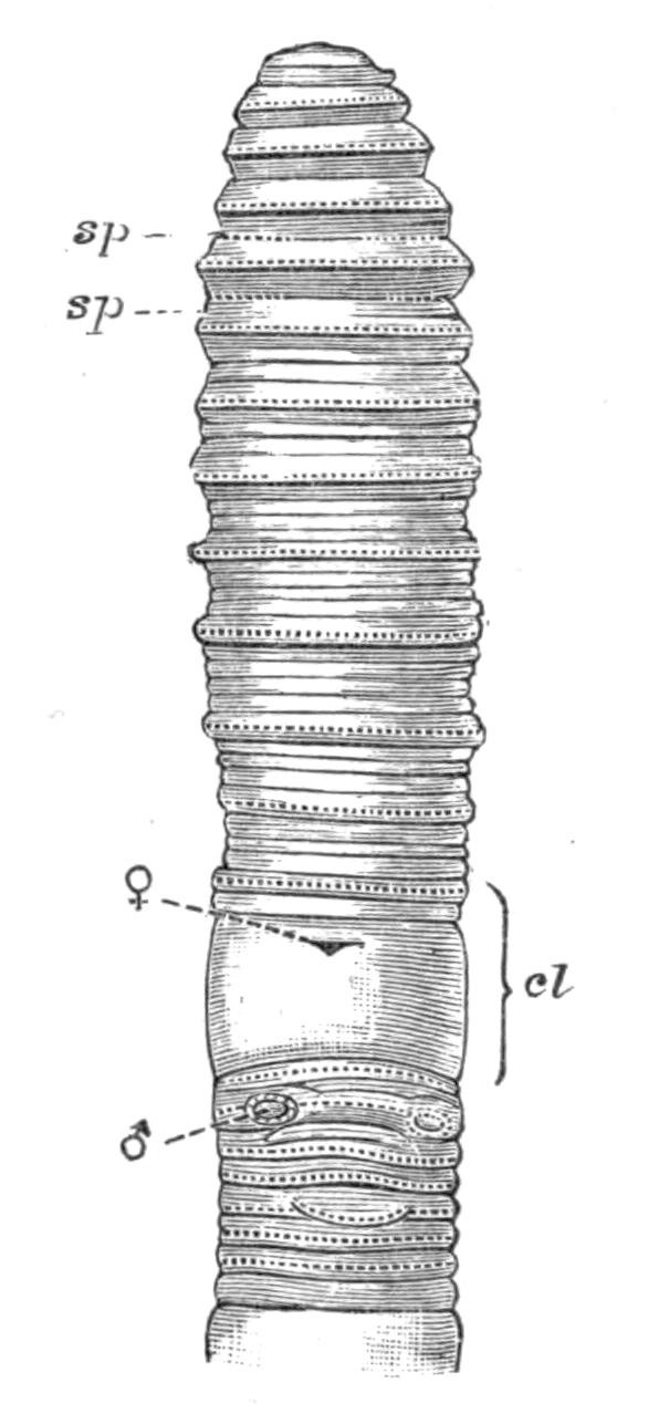 fig196