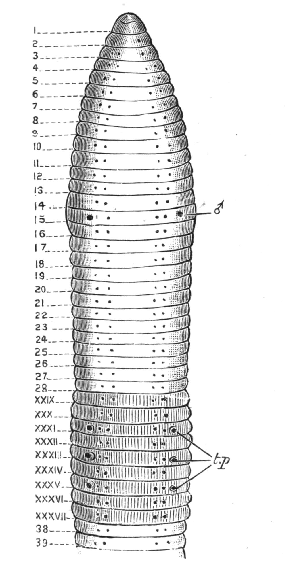 fig199