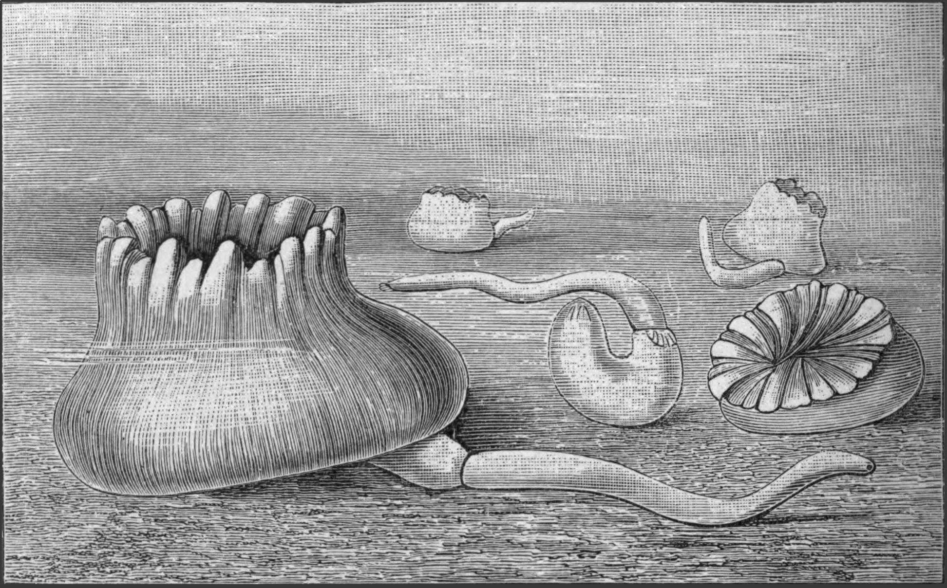 fig216