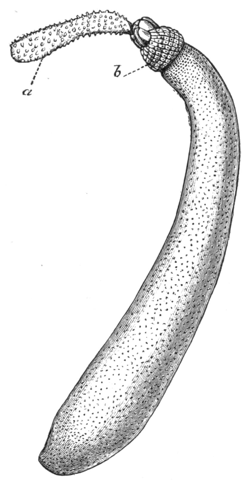 fig217