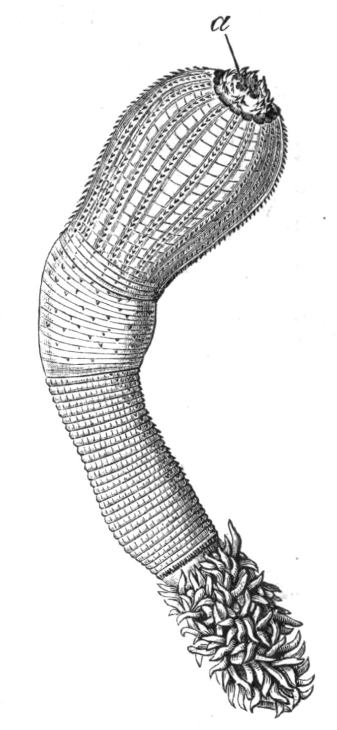 fig218