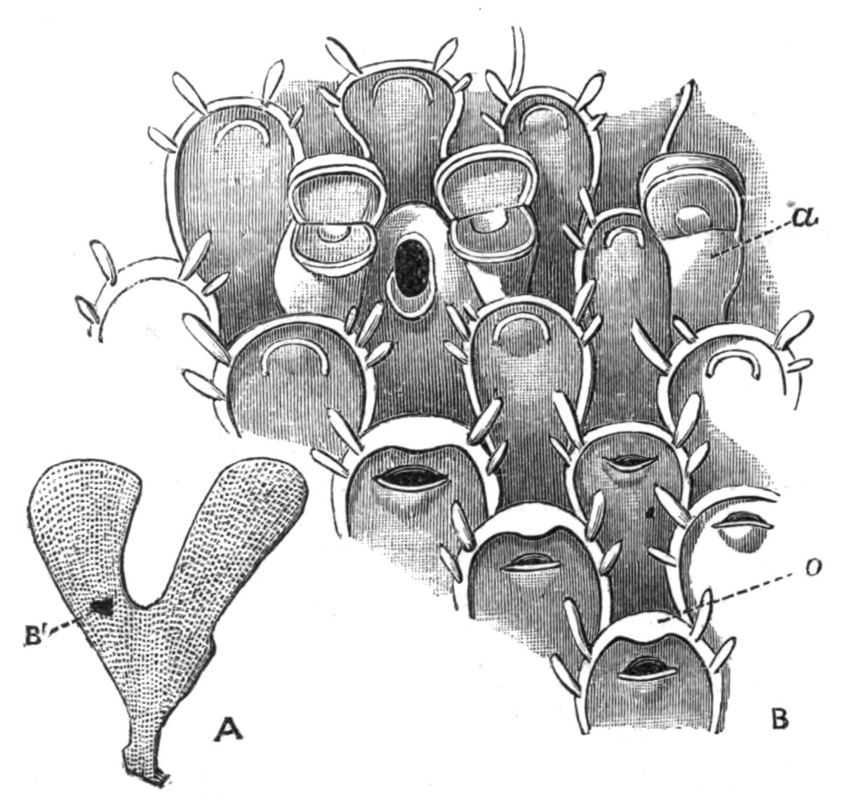 fig232