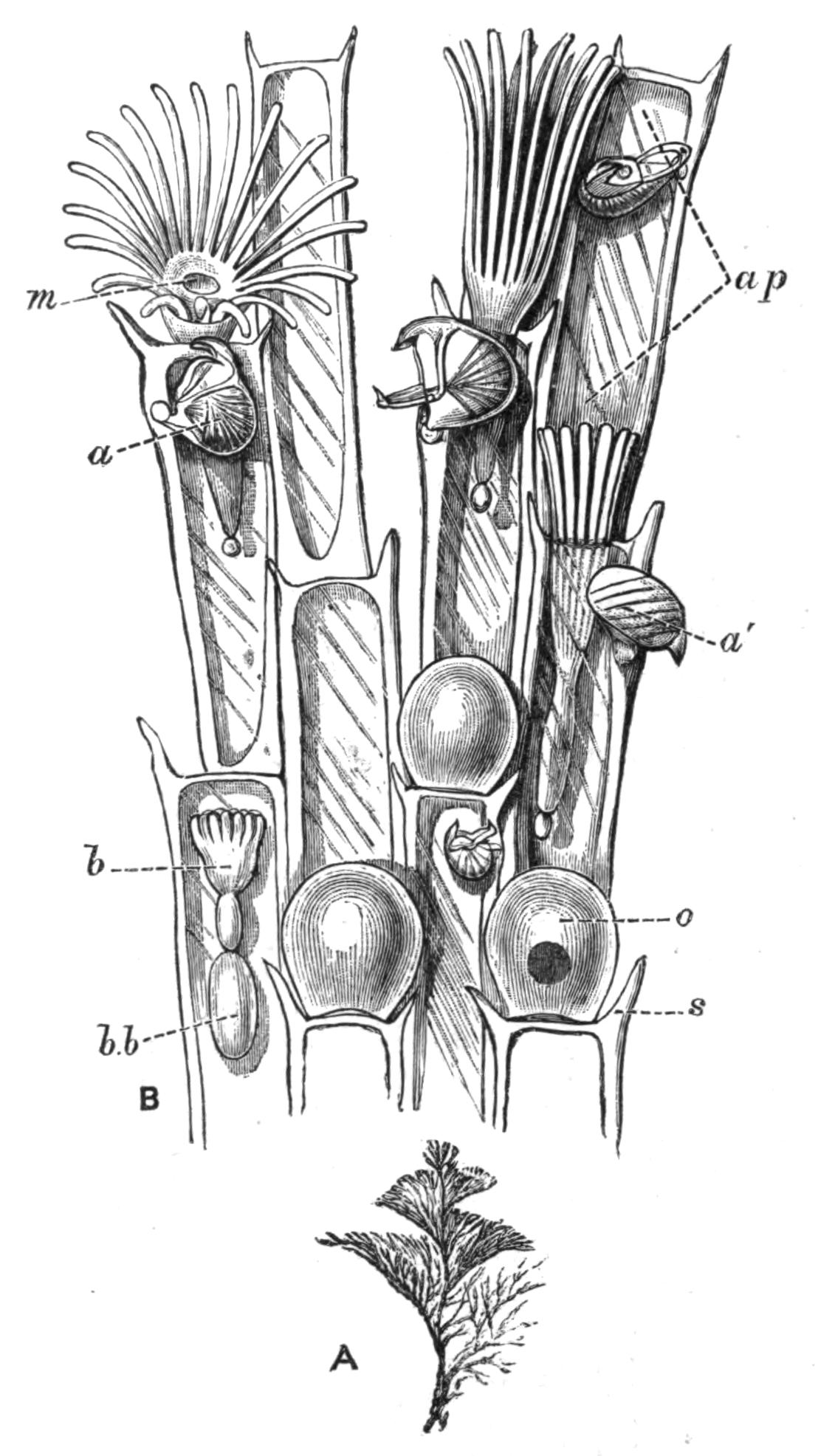 fig233