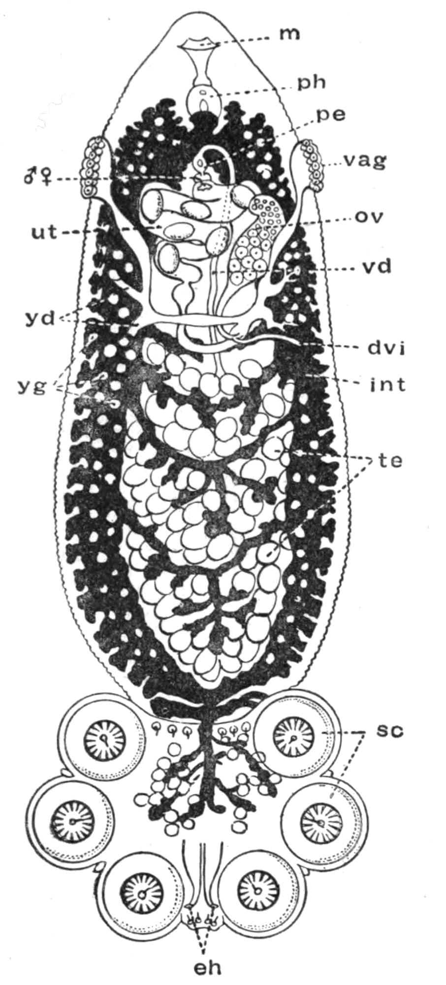 fig24