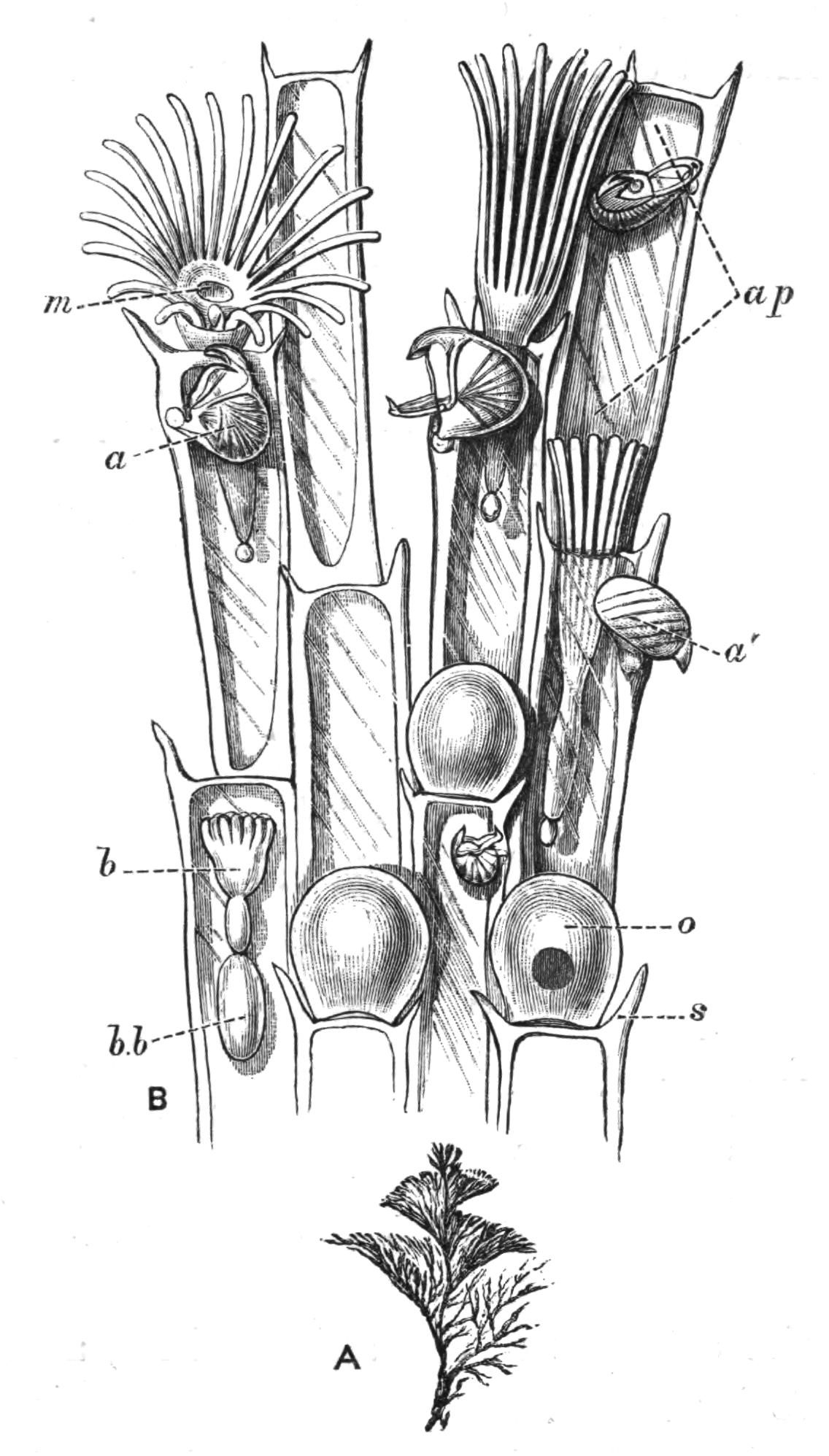 fig240