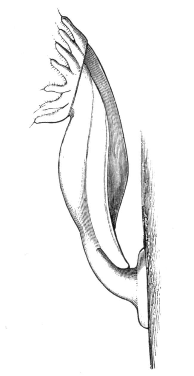 fig244