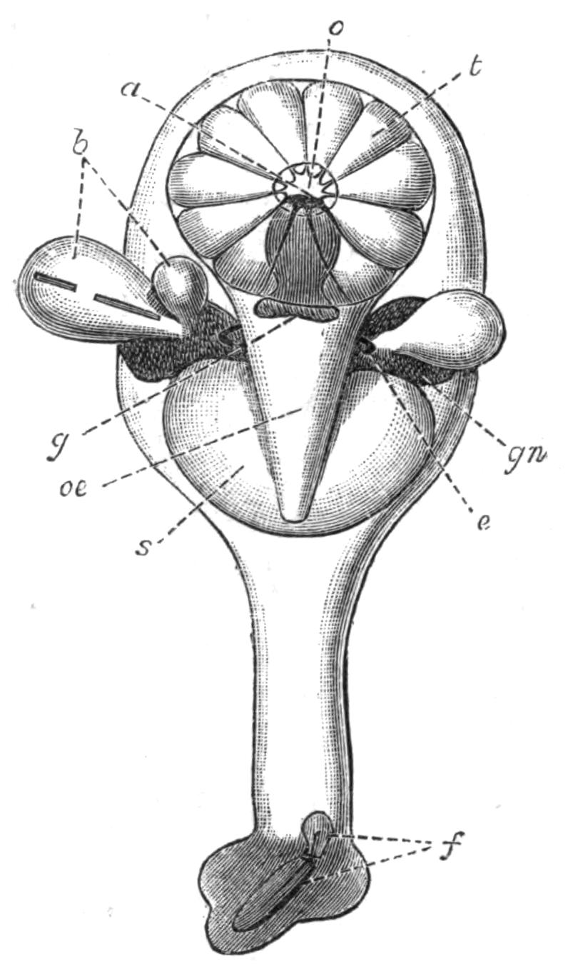 fig245