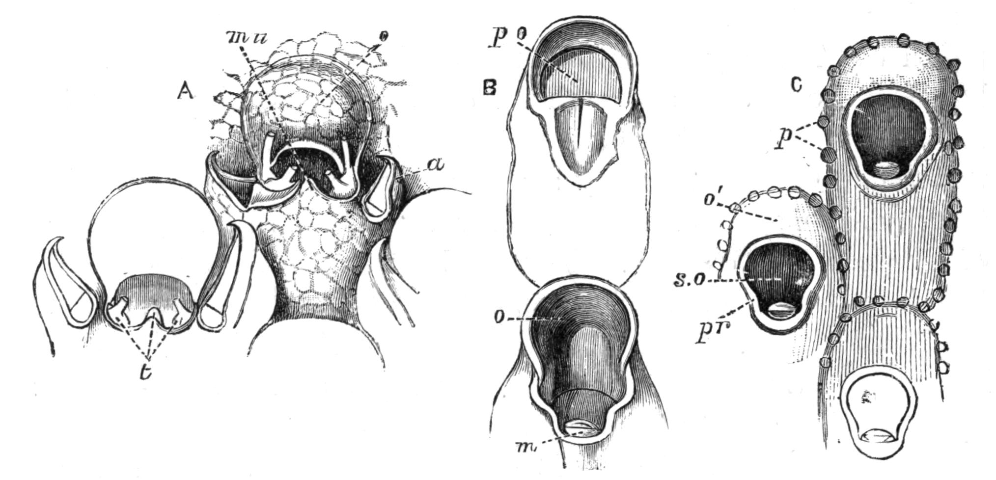 fig255