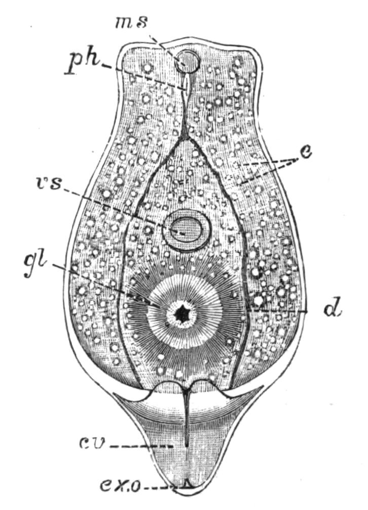 fig31
