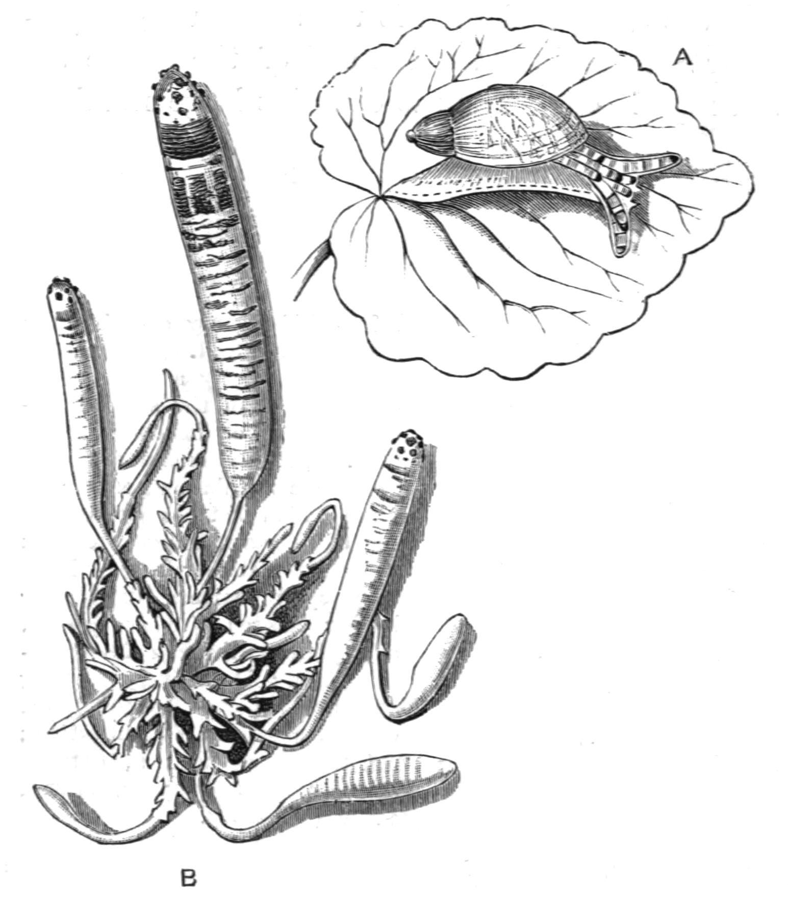 fig33
