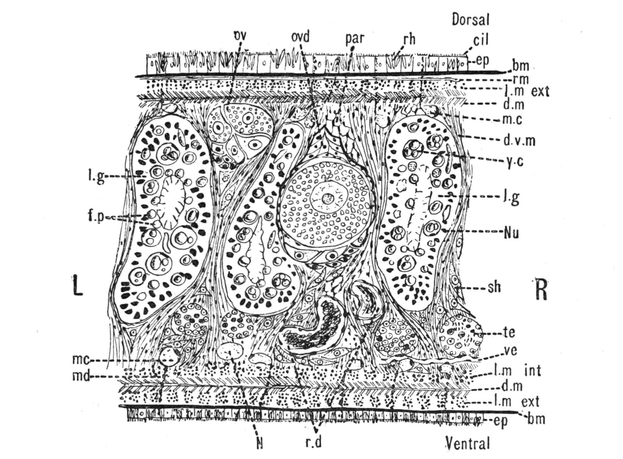 fig4