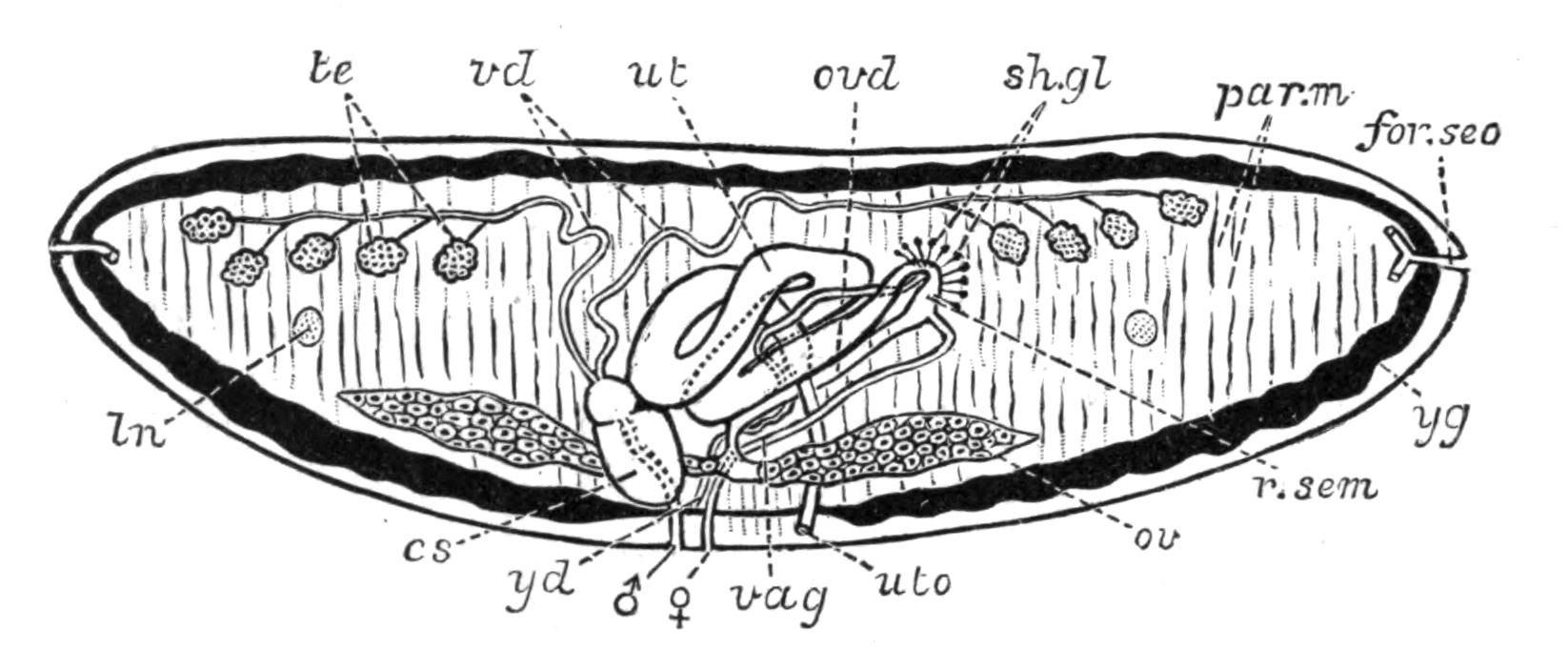 fig41