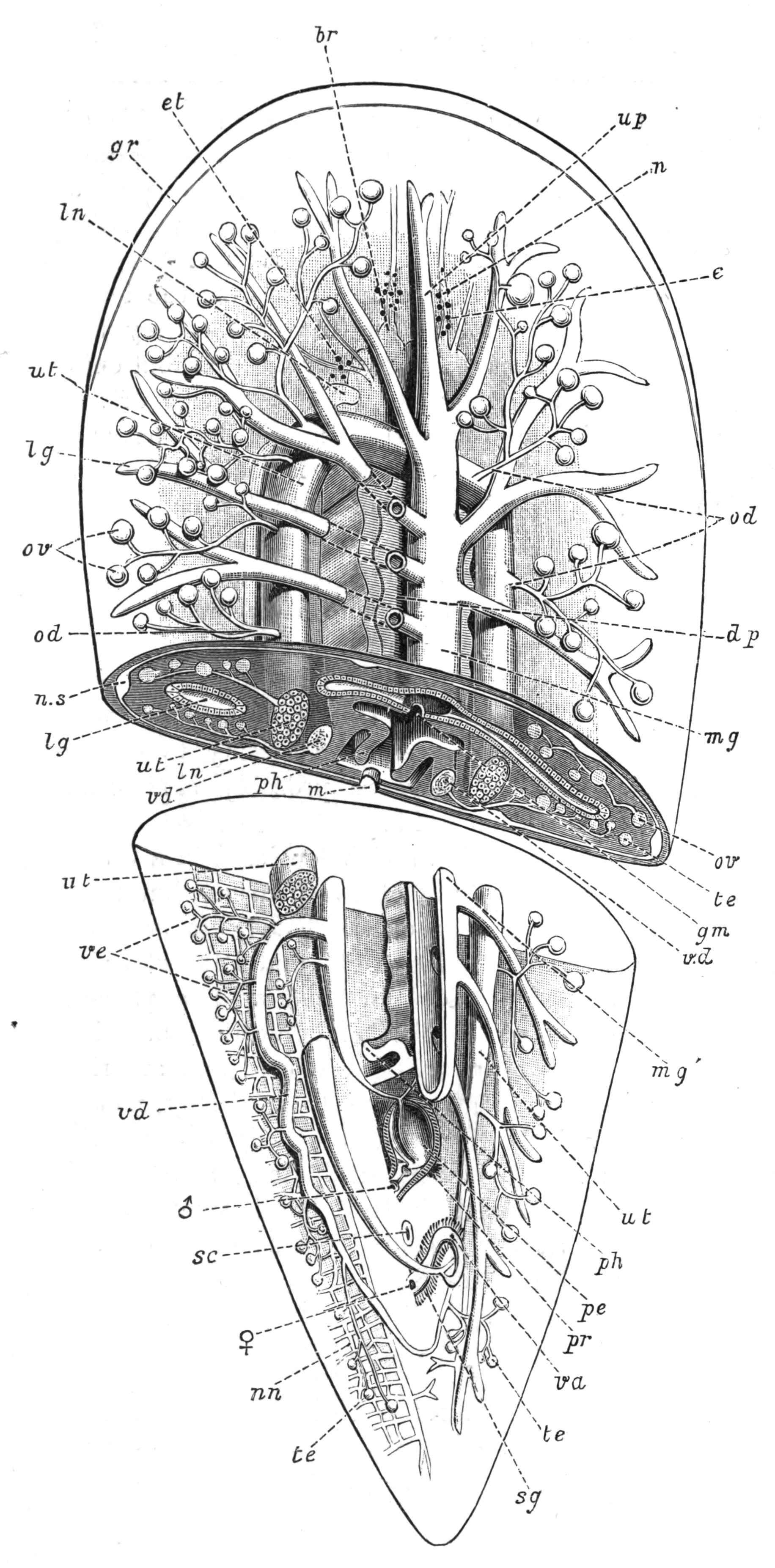 fig5