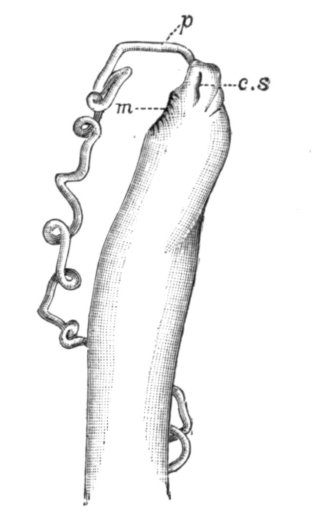 fig50