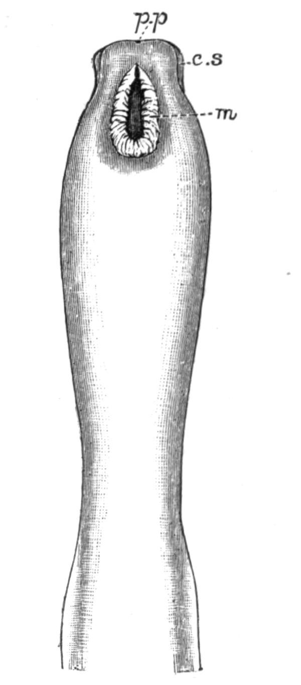 fig58