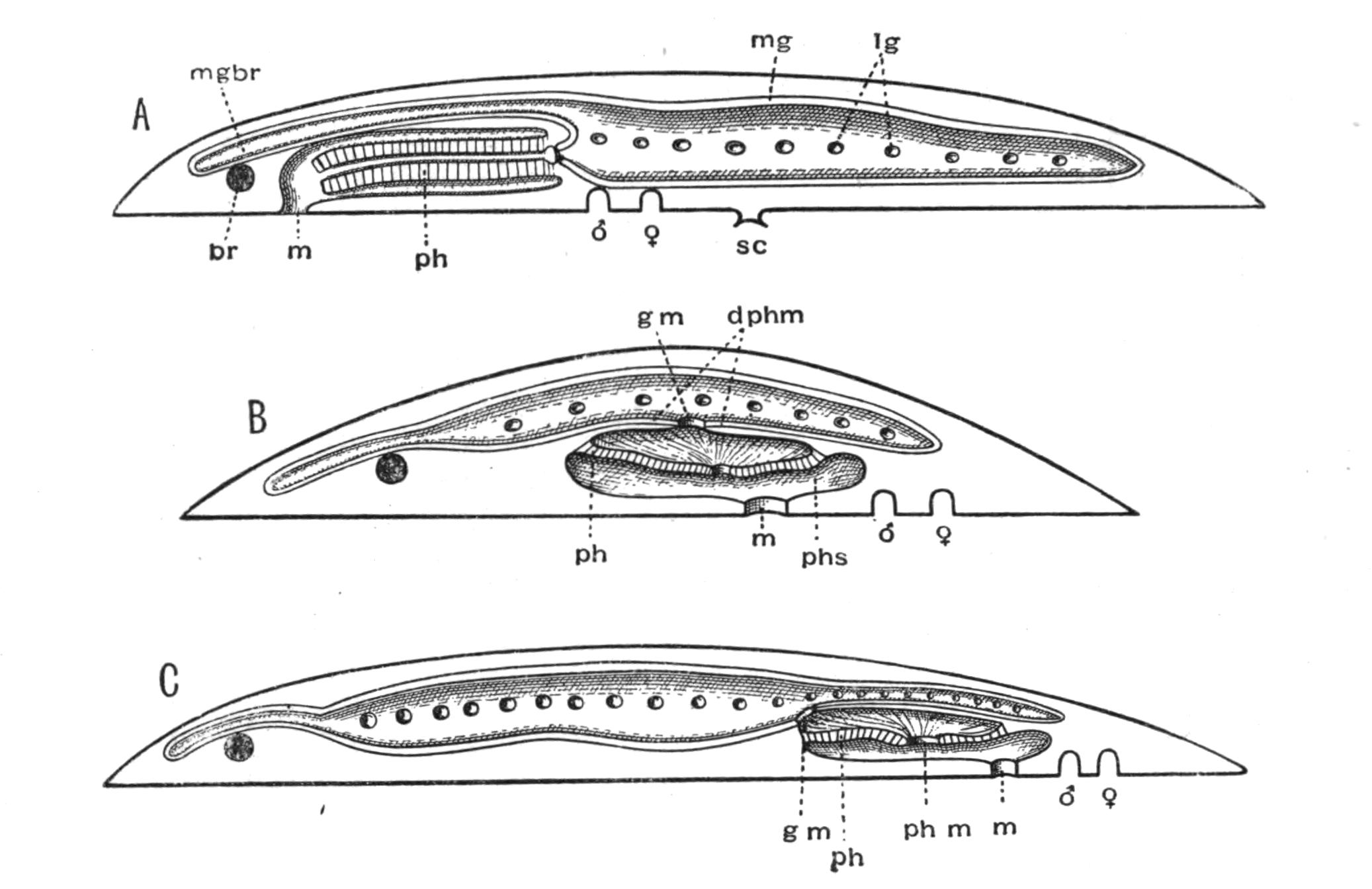 fig7
