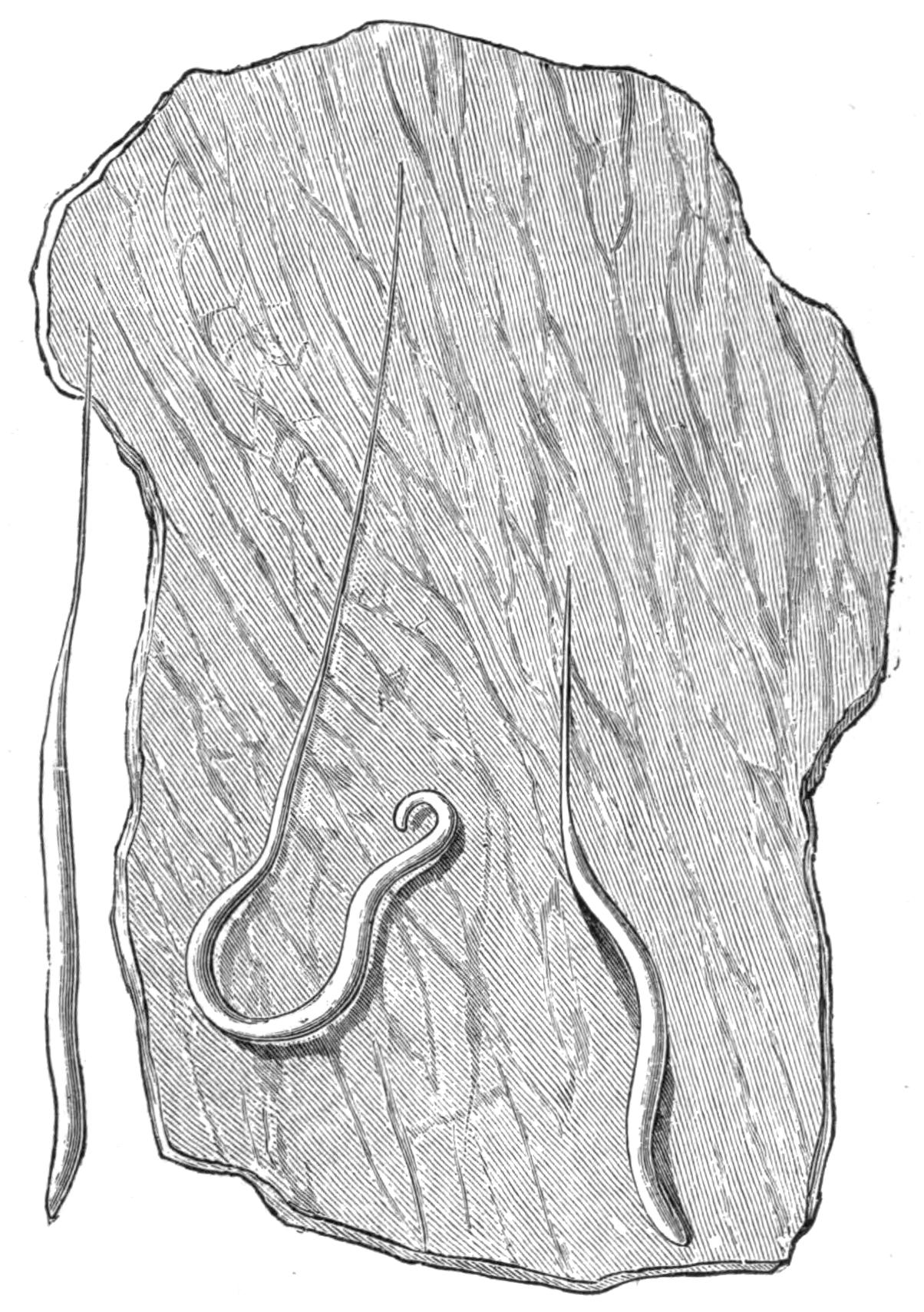 fig71