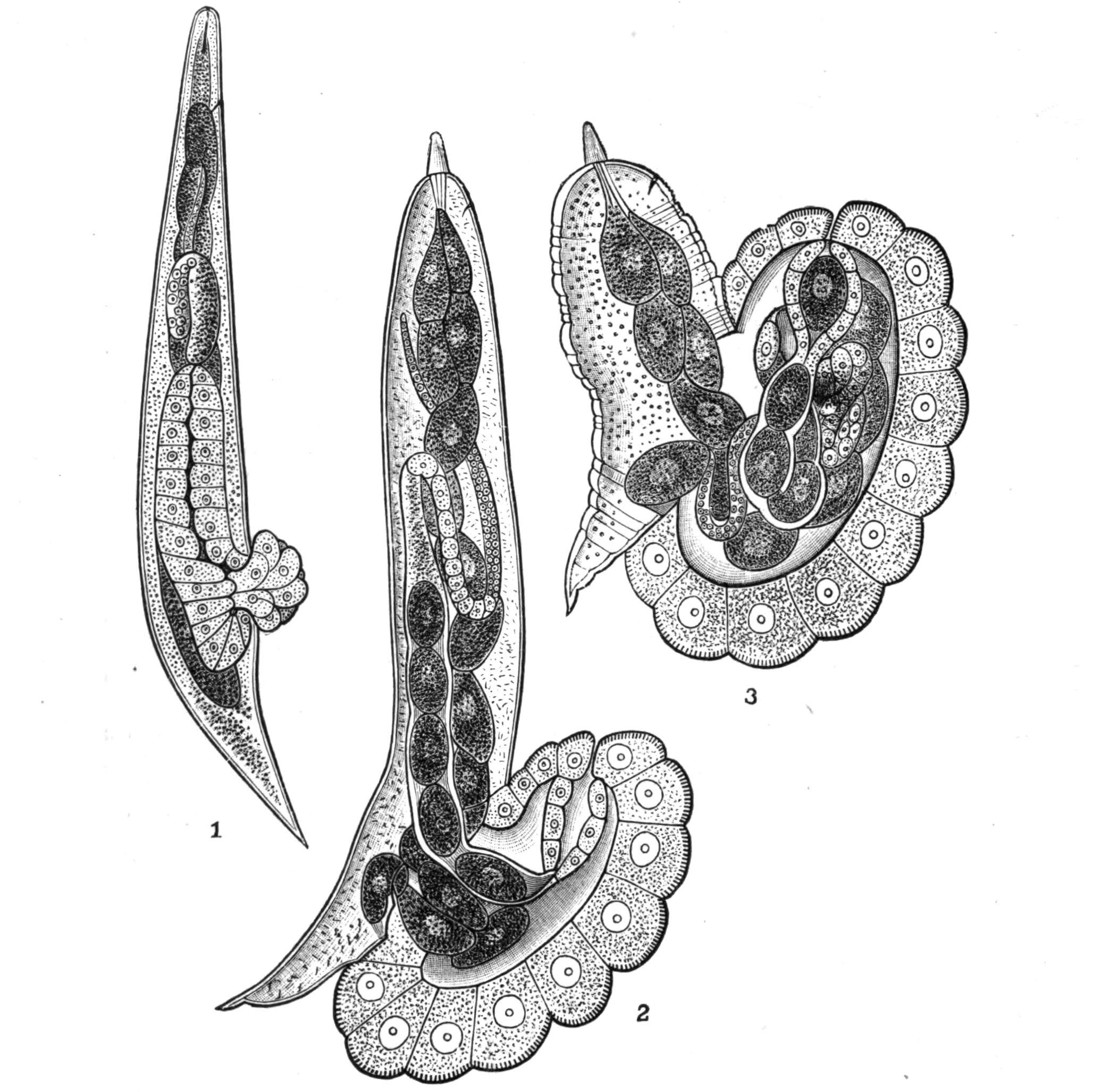 fig75