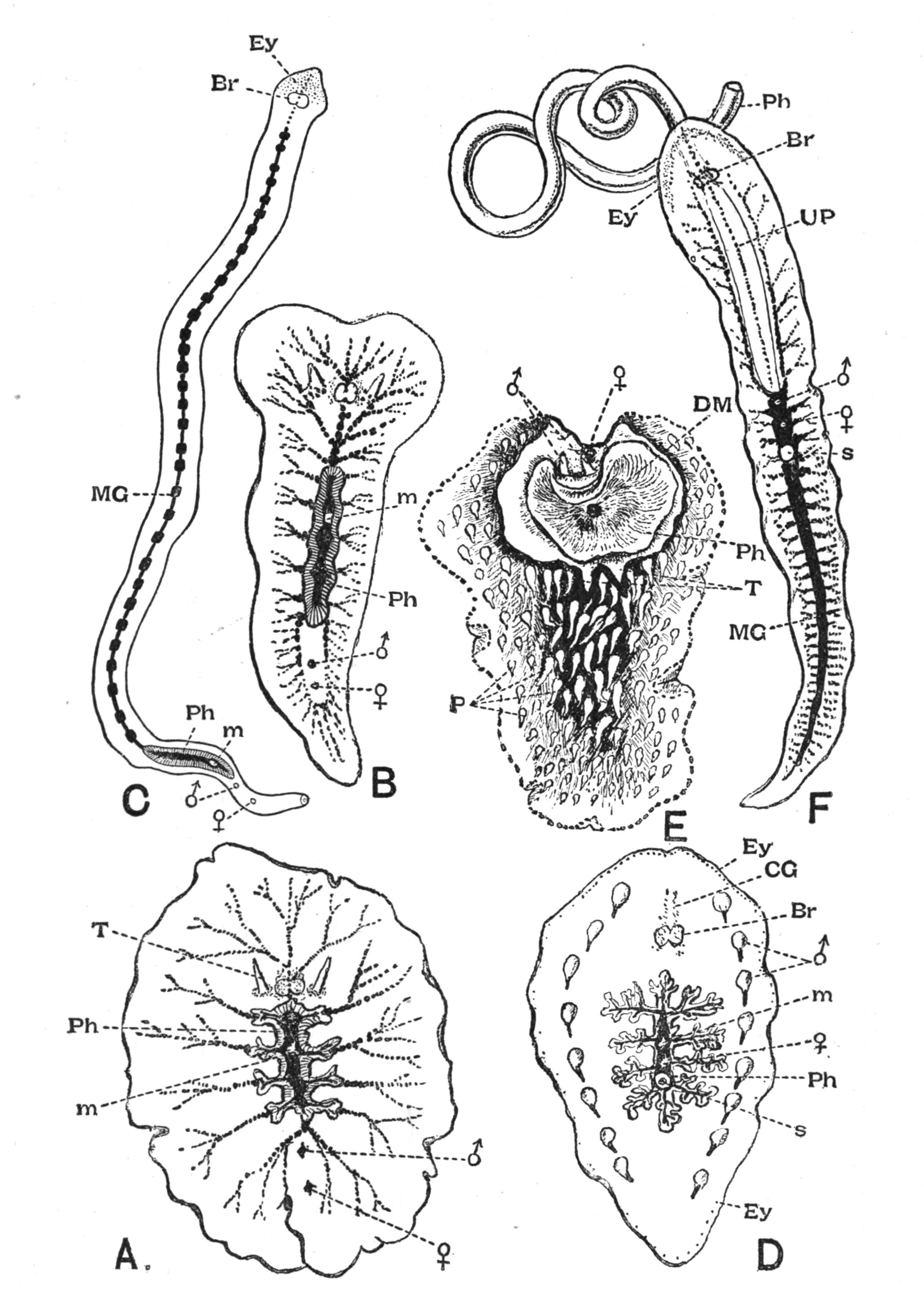 fig8