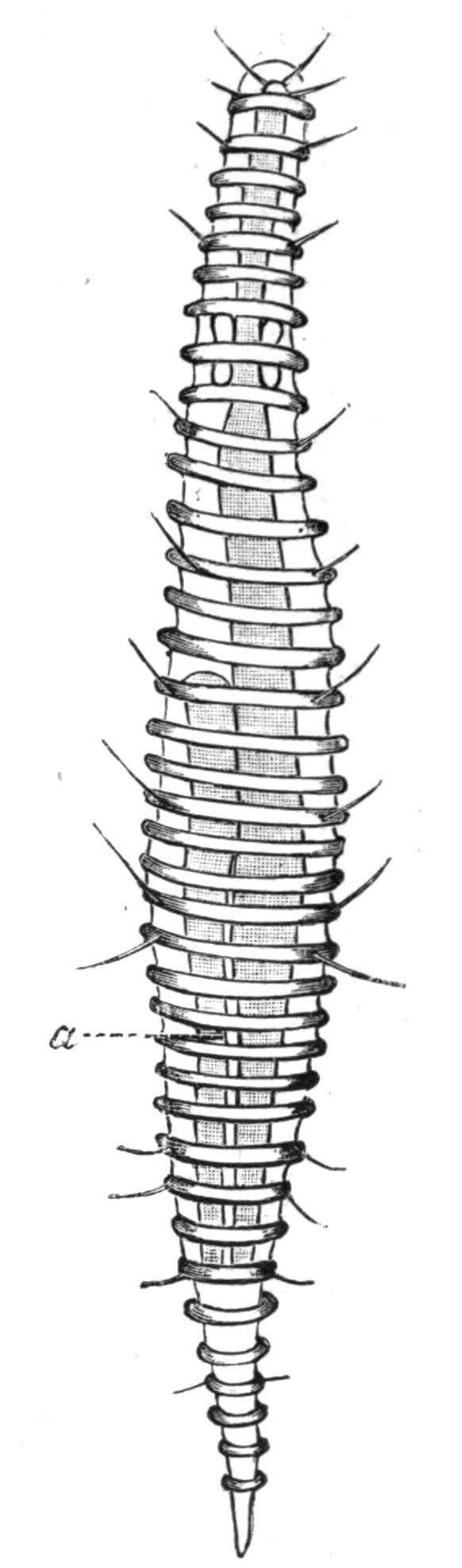 fig81