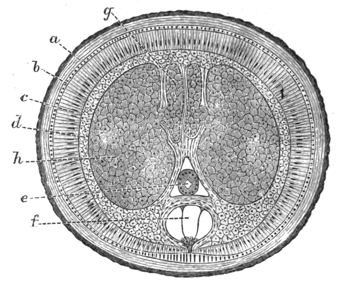 fig85