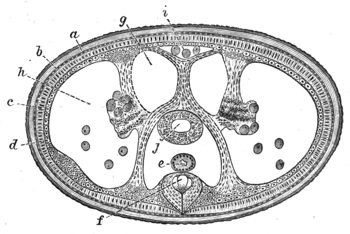 fig86