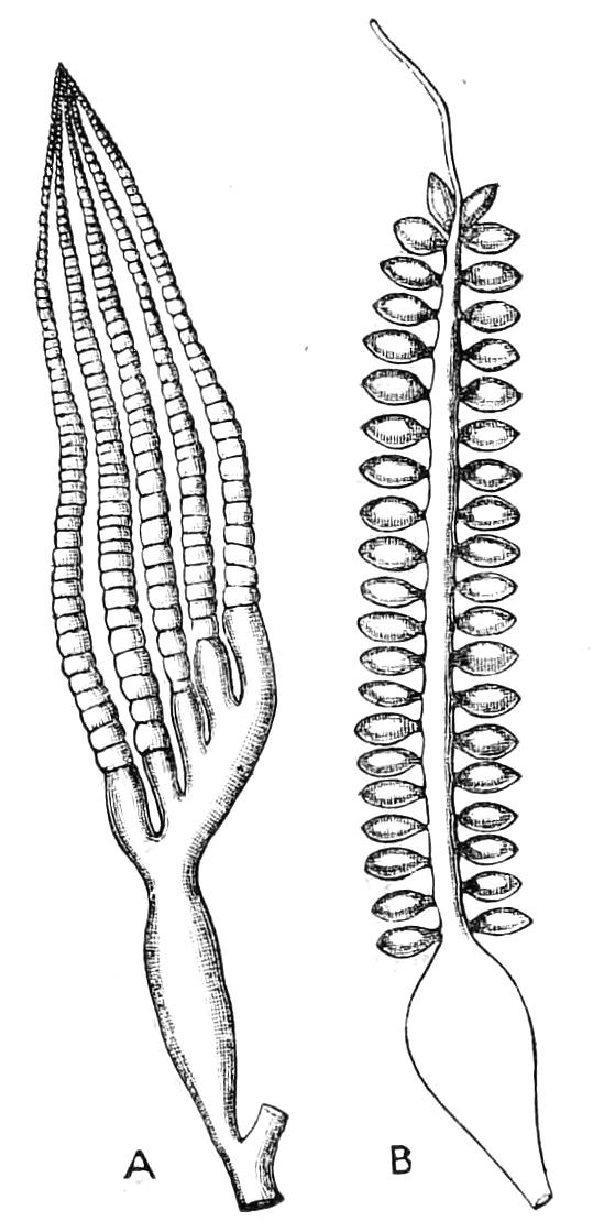 fig111