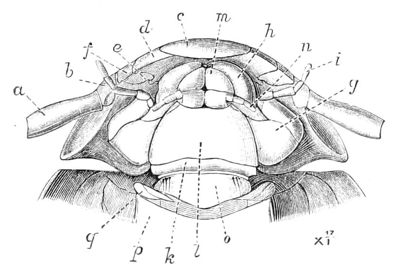 fig115