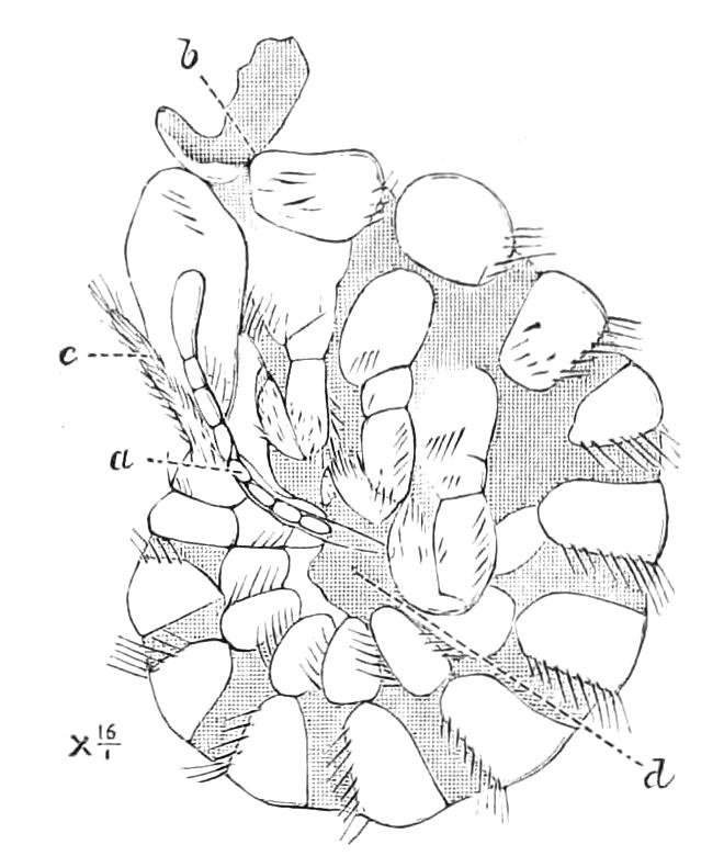 fig116
